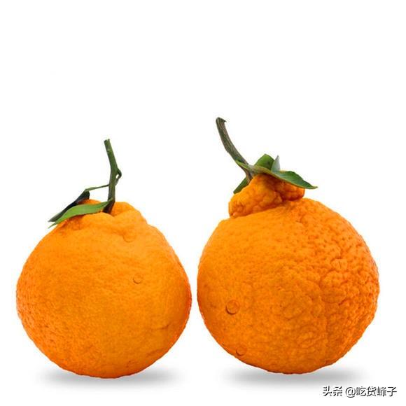 粑粑柑和丑橘有什么区别（丑橘和粑粑柑哪个好吃的）