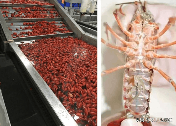 红虾和青虾的区别（小龙虾是污水虾吗）