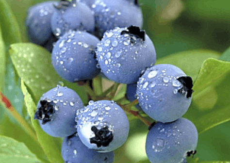 蓝莓可以冷冻保存吗（蓝莓要冷冻还是冷藏）
