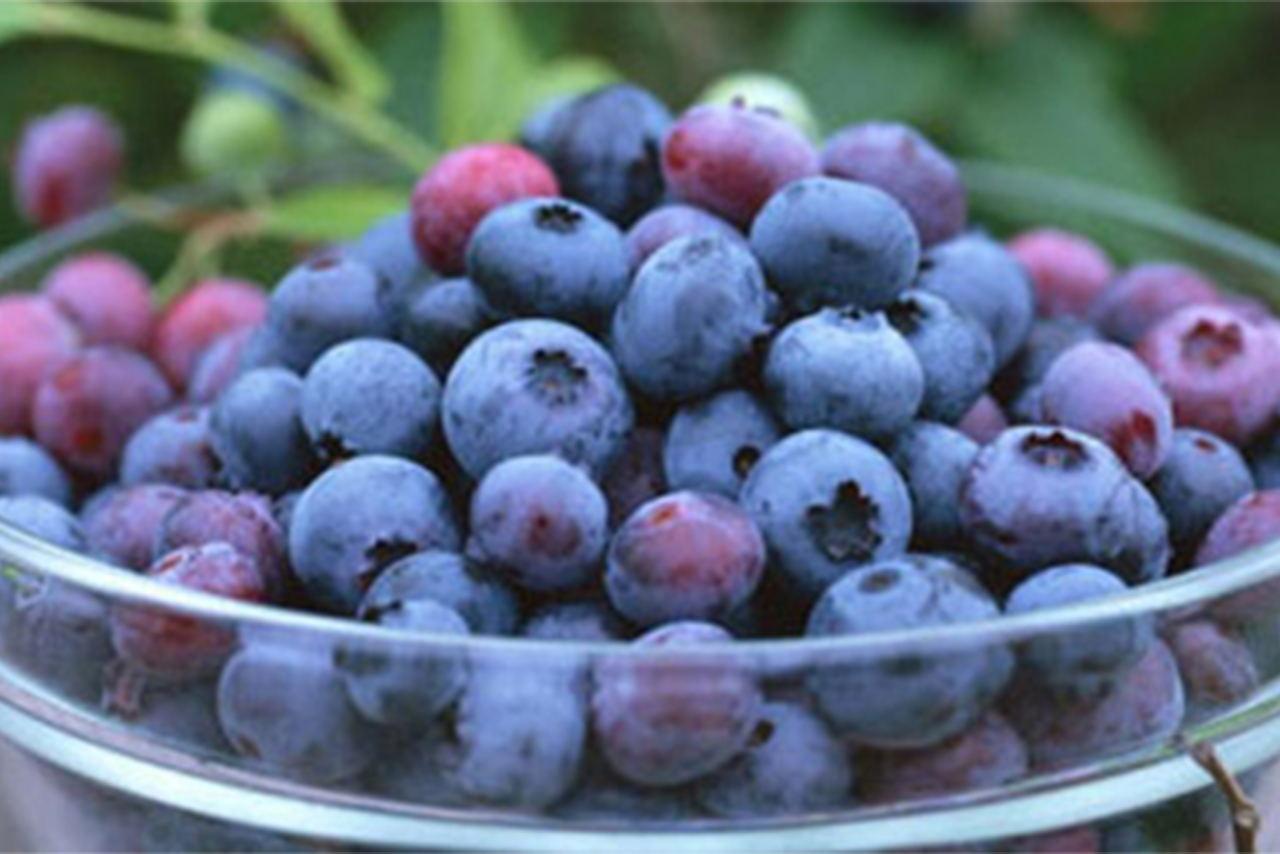 蓝莓和什么不能一起吃（蓝莓不能跟什么一起吃）